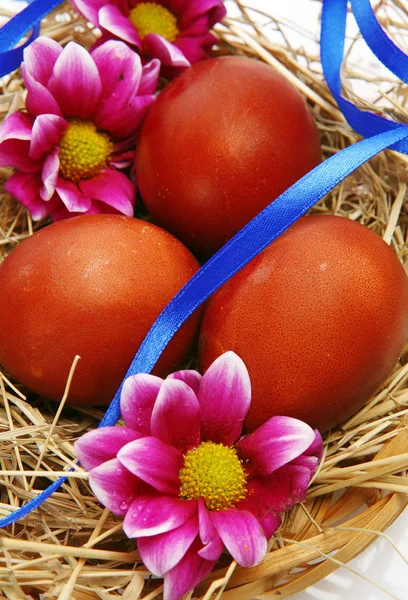 Colored Chicken Eggs Nest Blue Ribbon Flower — Stock Photo, Image