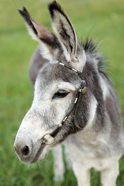Donkey Long Ears Green Grass Background — Stock Photo, Image