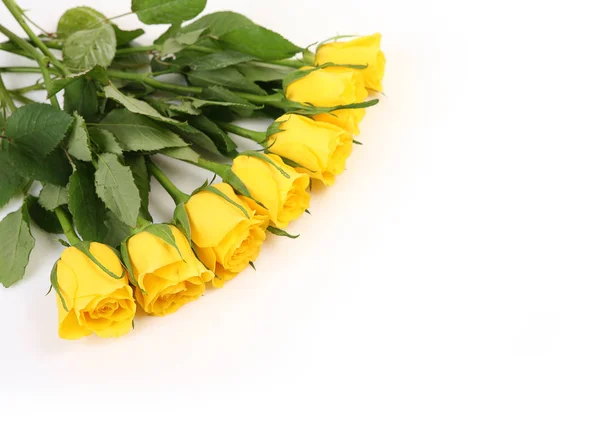 Желтые Розы Белом Фоне — стоковое фото