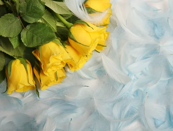 Pétalas Uma Rosa Amarela Penas Pássaro Azuis — Fotografia de Stock