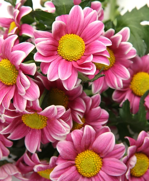 Bouquet Pink Flowers White Background — Stock Photo, Image