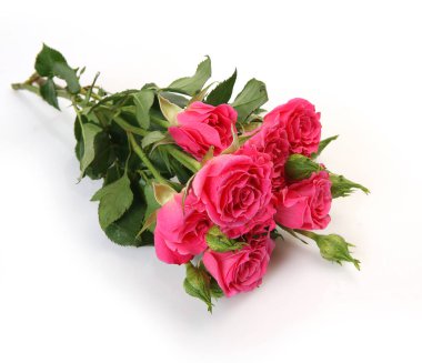 Beyaz arkaplanda güzel bir gül