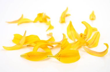   beyaz zemin üzerine sarı zambak yaprakları