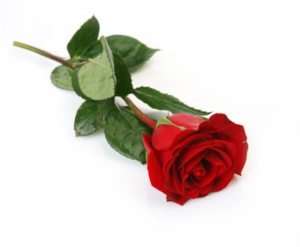 Красива Червона Троянда Білому Тлі — стокове фото