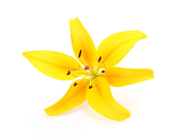 Blooming Yellow Lily White Background — Stock Photo, Image