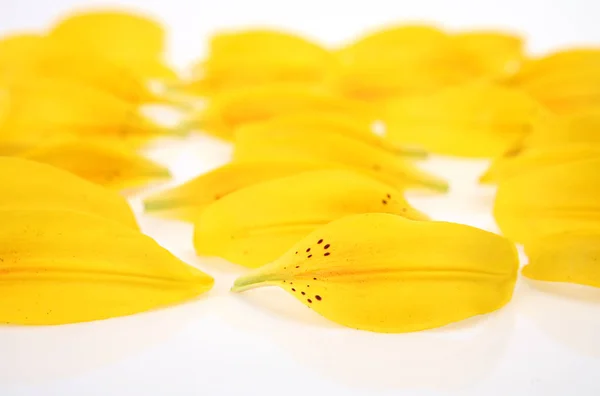 Pétales Lis Jaune Sur Fond Blanc — Photo