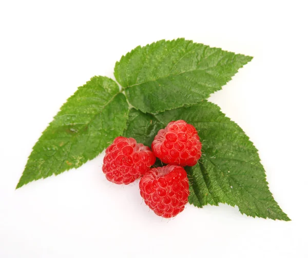 Ripe Raspberry Green Leaf White Background — Stock Photo, Image