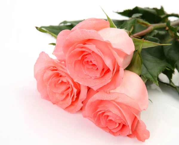Розовые Розы Белом Фоне — стоковое фото