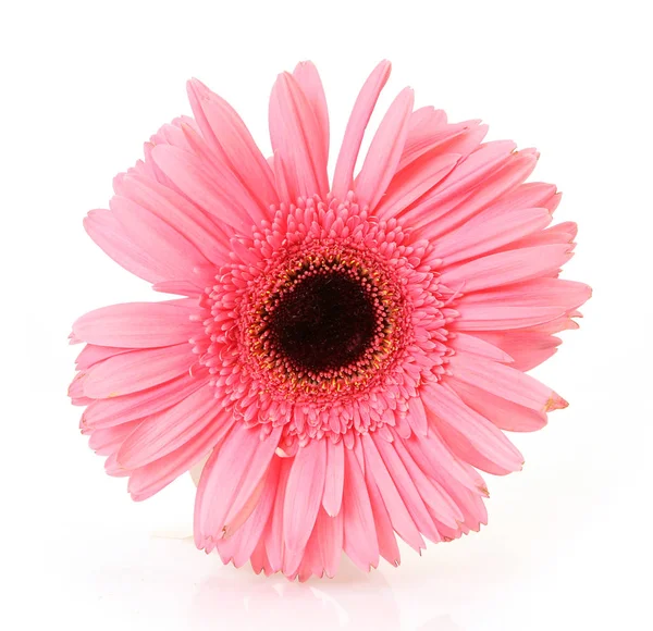 Pink Flower White Background — Stock Photo, Image