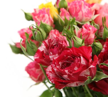 Beyaz arka planda pembe güller.