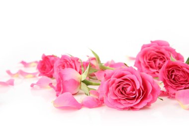 Beyaz arkaplanda pembe güller