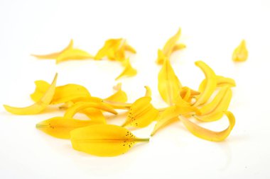 beyaz zemin üzerine sarı zambak yaprakları