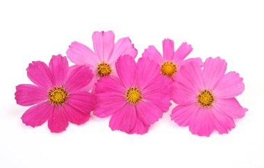 Beyaz arkaplanda pembe çiçekler