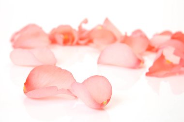 Beyaz arka planda pembe gül yaprakları