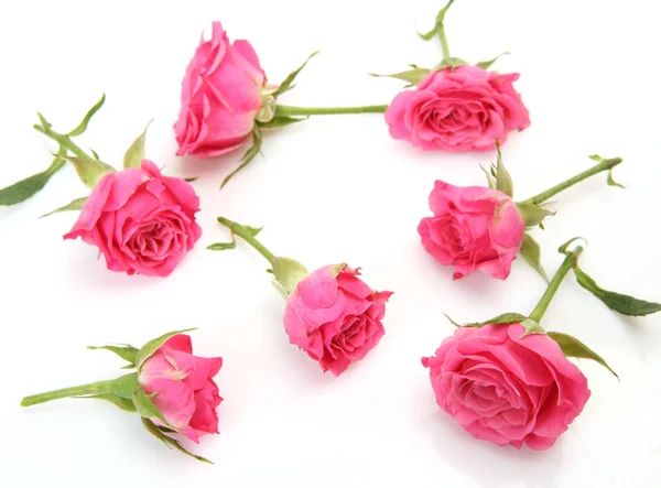 Ροζ Τριαντάφυλλα Λευκό Φόντο — Φωτογραφία Αρχείου