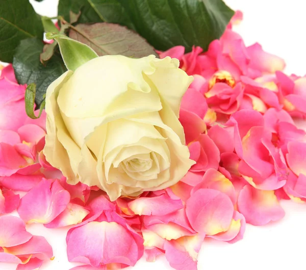 Ανθισμένα Τριαντάφυλλα Και Πέταλα Από Ροζ Τριαντάφυλλα — Φωτογραφία Αρχείου