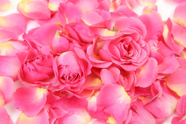 Rosas Pétalas Cor Rosa — Fotografia de Stock