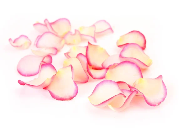 Rosenblätter Auf Weißem Hintergrund — Stockfoto