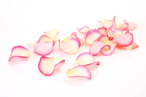 Rose Petals White Background — Stock Photo, Image