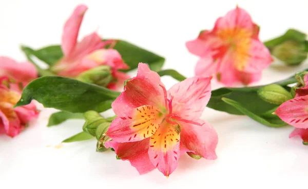 Pink Flowers White Background — Stock Photo, Image