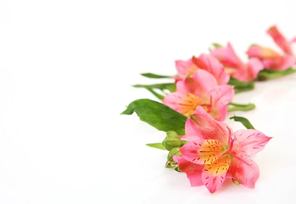 Flores Cor Rosa Fundo Branco — Fotografia de Stock