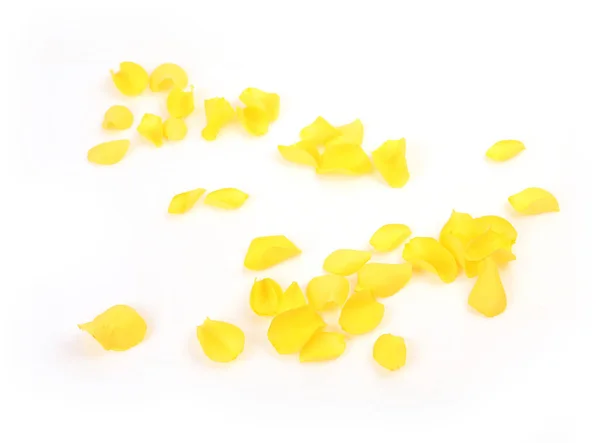 Κίτρινο Ροδοπέταλα Άσπρο Φόντο — Φωτογραφία Αρχείου