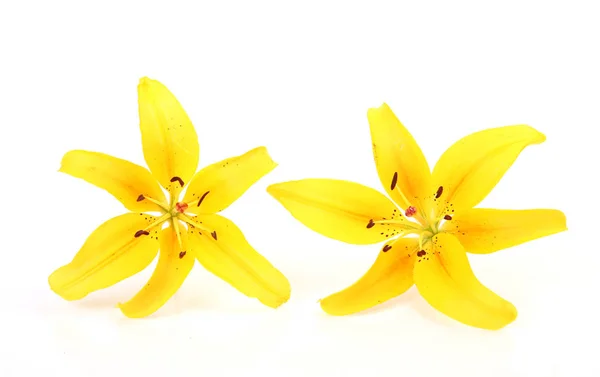 yellow lily on white background