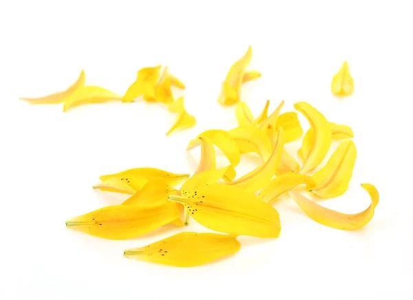 Pétalos Lirio Amarillo Sobre Fondo Blanco — Foto de Stock