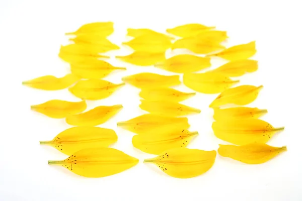 Gelbe Lilienblätter Auf Weißem Hintergrund — Stockfoto