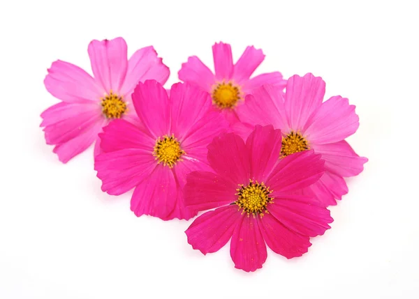 Pink Flowers White Background — Stock Photo, Image