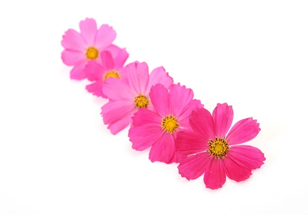Pink Flowers White Background — Stock Photo, Image