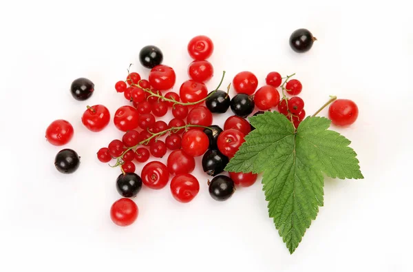 Baies Mûres Juteuses Sur Fond Blanc Cerise Groseille — Photo