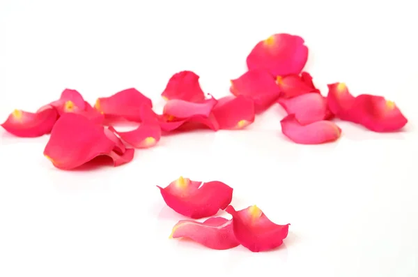 Pink Rose Petals White Background — Stock Photo, Image