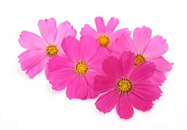 白地にピンクの花 ストックフォト