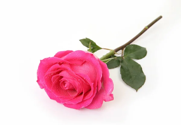 Rosa Rosa Fundo Branco — Fotografia de Stock