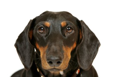 Beyaz arkaplanda siyah dachshund