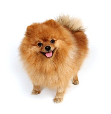 Gözlerin ile küçük tüylü köpek