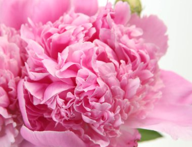 beyaz zemin üzerinde pembe Şakayık