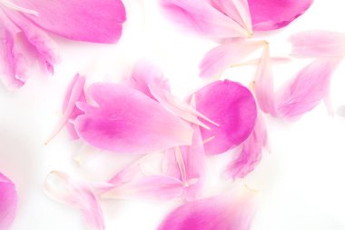 Beyaz arka planda pembe taç yaprakları