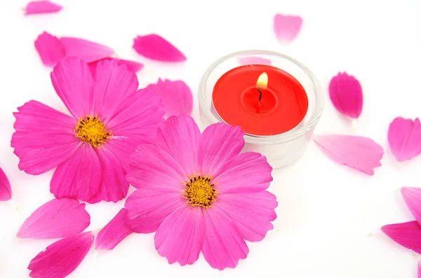 Rosa Blumen Und Brennende Kerzen Auf Weißem Hintergrund — Stockfoto