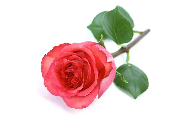 Mooie Roos Een Witte Achtergrond — Stockfoto