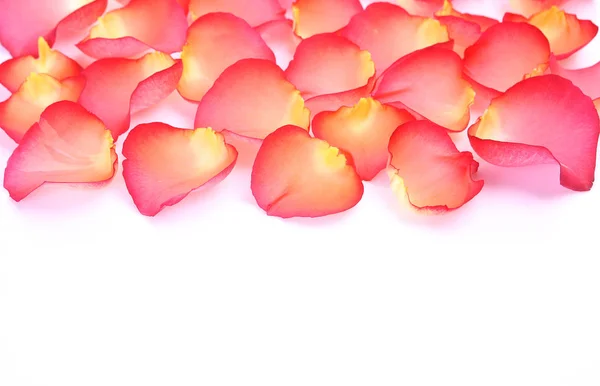 Rose Petals White Background — Stock Photo, Image