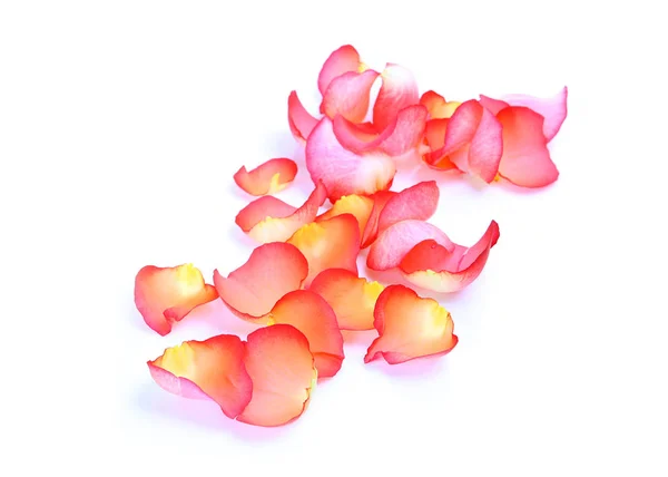 Пелюстки Троянд Білому Тлі — стокове фото