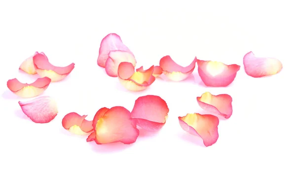 Rose Petals White Background — Stock Photo, Image