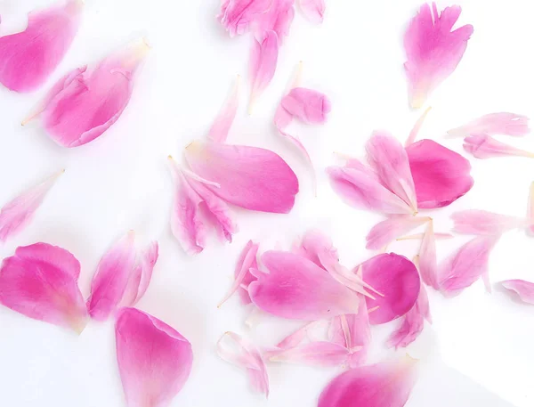 Roze Bloemblaadjes Een Witte Achtergrond — Stockfoto