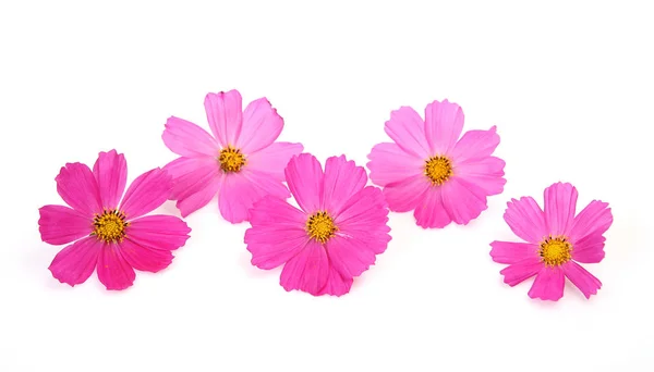 Pink Flowers White Background Stock Picture