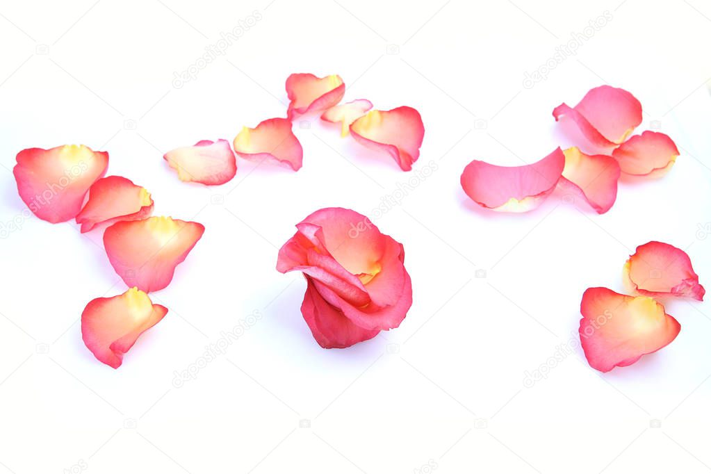 rose petals on a white background