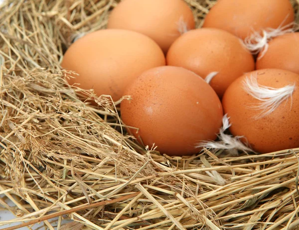 Αυγό κότας στη φωλιά — Φωτογραφία Αρχείου