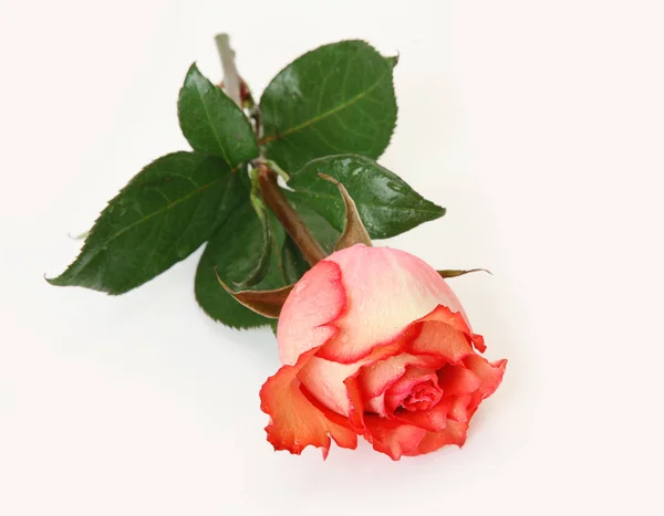 Beautiful rose on a white background — Stock Photo, Image