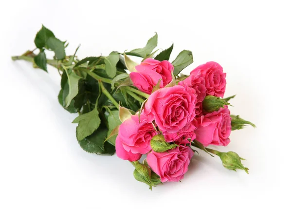 Ramo de rosas rosadas sobre un fondo blanco — Foto de Stock